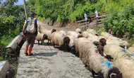 Giresunlu çobanlar asırlık yayla yolculuğuna çıktı
