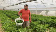 Kilosu 350 lira ama tezgaha çıkan anında kapılıyor