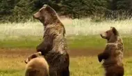 Bolu yaylalarında anne ayı ve yavrularının keyifli anları