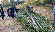 Isparta’da tarladaki ağaç kesimi facia ile bitti