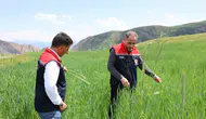 Karslı çiftçinin tarlası adım adım izleniyor