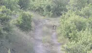 Nevşehir kırsalında tilki kardeşlerin neşeli anları kameraya yansıdı