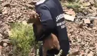 Arama ekipleri Şavşat’ta kayıp baba oğulu ararken yavru keçiyi fark etti