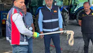Iğdır'da otomobilin motoruna saklanan davetsiz misafir