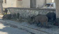 Bodrum sokaklarında gece yarısı domuz sürüsü paniği