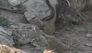 Antalya kırsalında yılanların nadir görülen çiftleşme dansı görüntülendi