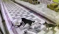 Hatay sokaklarında 6 köpeğin kediye saldırısı güvenlik kamerasında