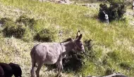 Dron sesi kayıp eşeği sürüsüne geri getirdi