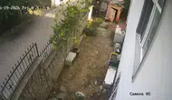 Darıca'da karganın akıllıca yumurta operasyonu kamerada