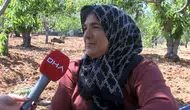 Gaziantep kirazında kayıp büyük