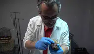 Karabük'te acı dolu baykuşun yaşam mücadelesi