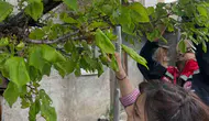 Aydıntepe’de meyve ağaçları mercek altına alındı