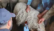 Bolvadin’de küçükbaş sürüler için sağlık taraması başladı