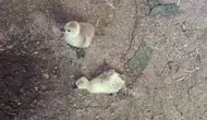 Elazığ’da kümese sızan yılan beş kaz yavrusunu öldürdü