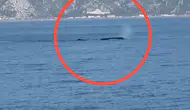 Samandağ açıklarında gezi teknesindeki vatandaşlar dev balinayı görüntüledi