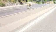 Ümraniye trafiğinde inek paniği