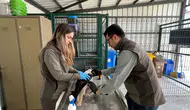 Elektrik akımına kapılan leylek yeniden gökyüzüne döndü