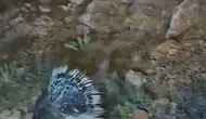 Elazığ yollarında beklenmedik misafir