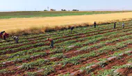 Diyarbakır karpuzunda hasat takvimi dolu felaketiyle değişti