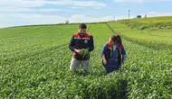 Çorum çiftçisi için kuraklığa karşı yeni yerli buğday çözümü