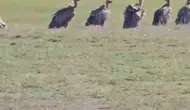 Van semalarında dev kanatlı ziyaretçiler