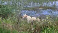Milleyha’da yavru köpekleri terk edenlere ağır fatura