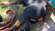Diyarbakırda köpeğe işkence iddiası