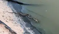 Edirne’de bir su yılanının kurbağa avı hüsranla bitti