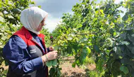 Düzce’de fındık sezonu için geri sayım başladı