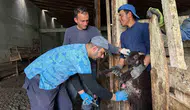 Bayburt’ta kuzulara kimlik ve aşı zorunluluğu geldi