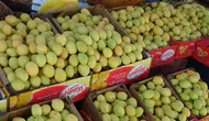 Malatya kayısısı tezgahlara indi
