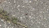 Sarıyer Ayazağa’da kene istilası mahalleliyi sokağa çıkamaz hale getirdi