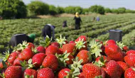 Silifke çileğinde hasat rotası yaylalara dönüyor
