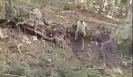 Beypazarı yolunda aniden karşınıza ayı çıkarsa ne yaparsınız