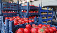 Hatay halinde domates ucuzladı