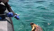 Gökova Körfezi’nde hayata tutunan kaplumbağa