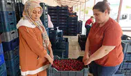 Manisa Selendi’nin kirazı artık Avrupa sofralarının vazgeçilmezi oldu