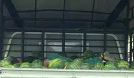 Adana trafiğinde karpuz yatağında derin uyku