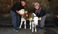 Amasyalı çiftin buzağılarına verdiği isimler herkesi gülümsetti