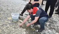 Sinop denizlerinde nesli tükenen mersin balığı seferberliği