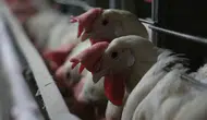 Kuş gribi sınırları aştı: Kapılar kapatıldı