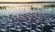 Flamingoların göç molası Aksaray semalarını renklendirdi
