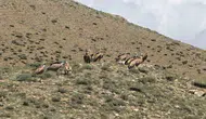 Van semalarında nadir rastlanan dev akbaba göçü