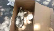 Siirt'te reklam panosuna giren minik kedi AFAD tarafından kurtarıldı