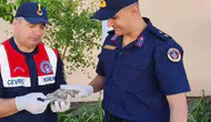 Yozgat'ta cezaevi çatısından düşen yavru baykuş kurtarıldı