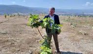 Buharkentli çiftçiye ucuz ilek desteği sürüyor