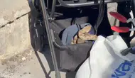 Urfa'da piknik yapan aileyi şoke eden davetsiz misafir