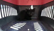 Isparta sokaklarında bir sürücünün duyduğu kedi sesi harekete geçirdi