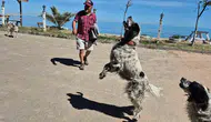 Bartın'da dronların korkulu rüyası olan üç köpek