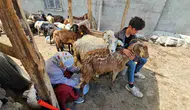 Bitlis yaylalarında yaz bereketi başladı
